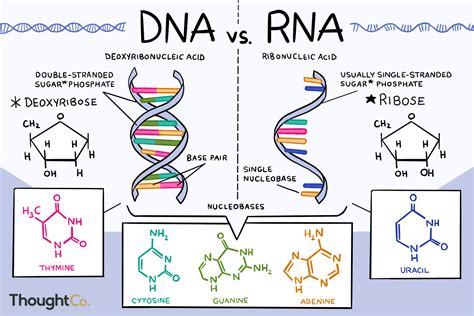 differentiate the function of dna and rna