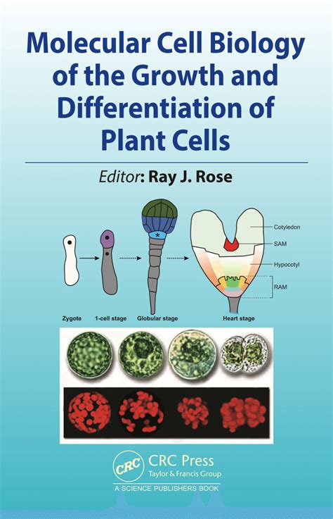 differentiation biology pdf