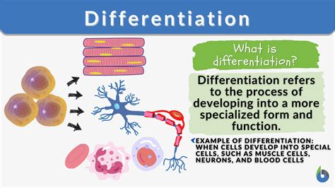 differentiation definition biology quizlet