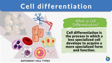 differentiation simple definition biology