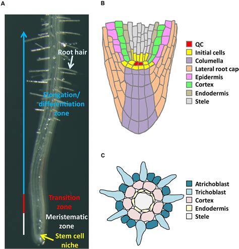 differentiation zone of root