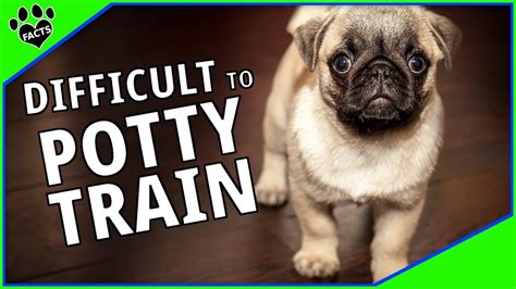 Difficult Dogs To Potty Train