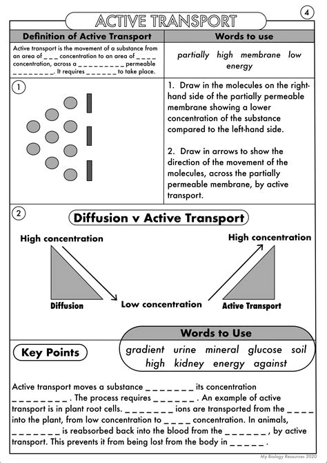 Active Transport Worksheet Answers Worksheets are obviously the