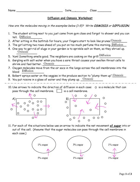 diffusion and osmosis worksheet answers page 3