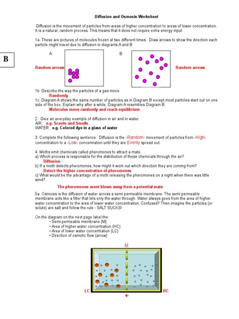 diffusion and osmosis worksheet quizlet