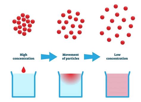 diffusion definition gcse