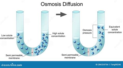 Diffusion Filtration And Osmosis Are All An Example Of