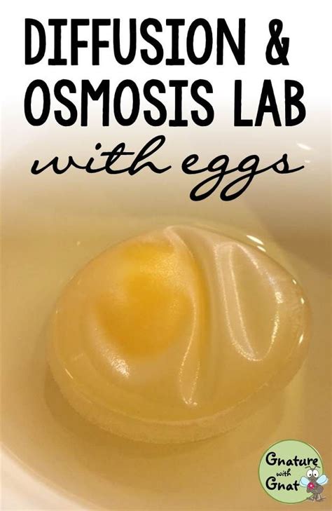 Diffusion Lab With Egg
