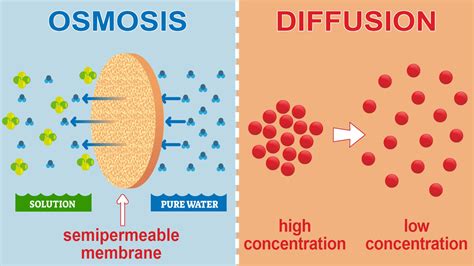 diffusion vs osmosis simple definition