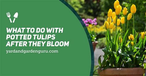 Dig Tulips After Bloom