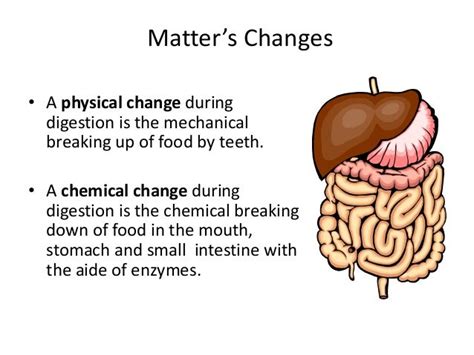 Physical and Chemical Changes in Digestion Kate Rodriguez Library