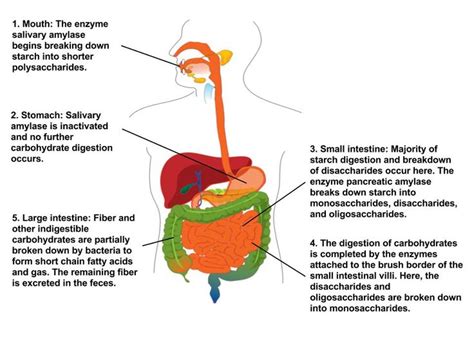Factors controlling starch digestion and fermentation in the human