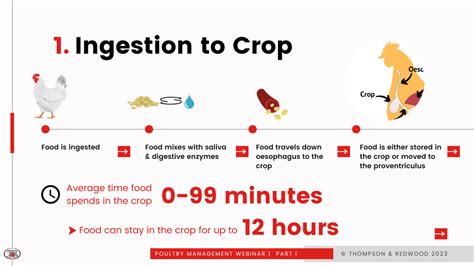 digestion time for chicken
