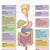 digestive system function chart