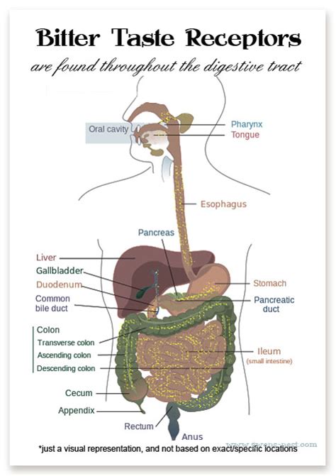 Digestive Bitters Taste