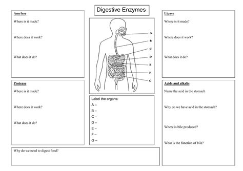 Digestive Enzyme Worksheet