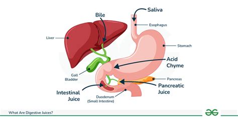 Digestive Juices Supplements