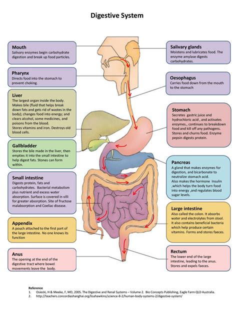 Digestive System Diagram Printable Digestive System Diagram And Functions