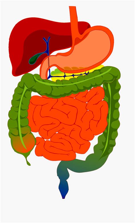 digestive system drawing with color