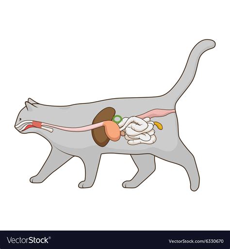 Digestive System Of Cat Quizlet