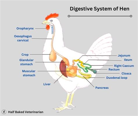 Understanding The Digestive System Of A Hen From Chick To Layer