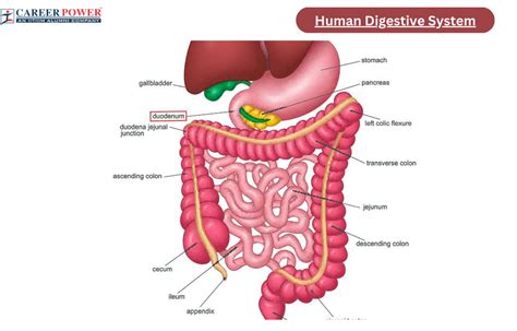 How The Human Digestive System Works Step By Step