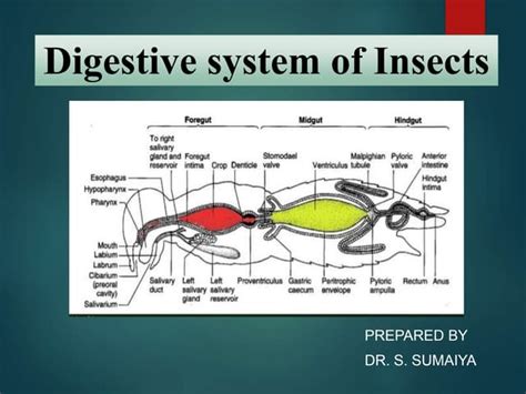 Insect Digestive System Pdf: Structure, Function, And Stages