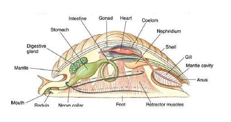 Anatomy Of The Digestive System Of Mollusca: From Mouth To Anus