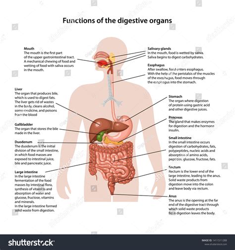 Digestive System Organs And Their Functions Chart