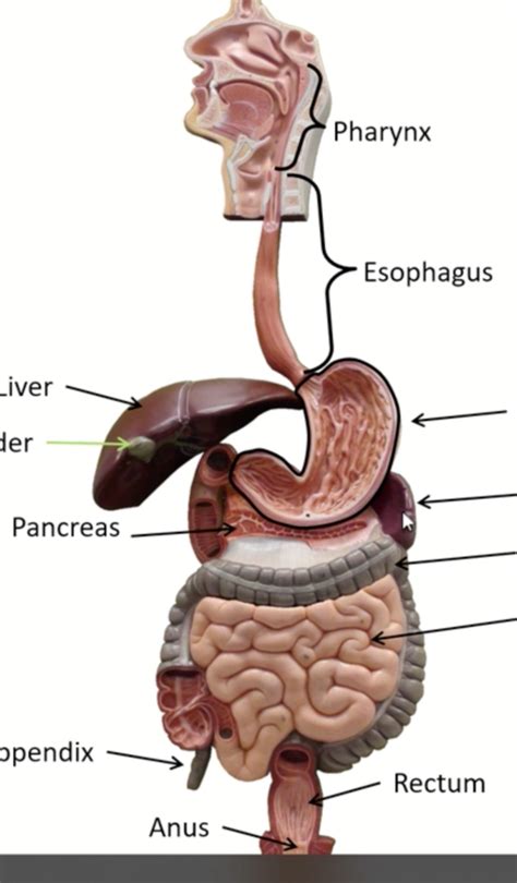 Digestive System Unit Test Quizlet