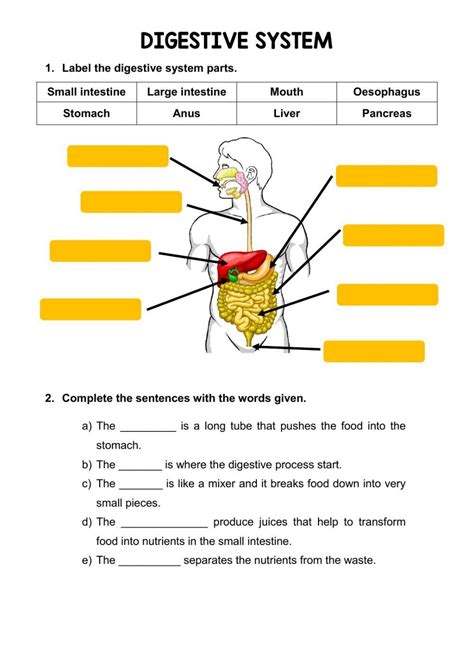 digestive system worksheet answers