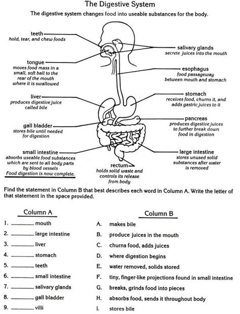 digestive system worksheet answers quizlet