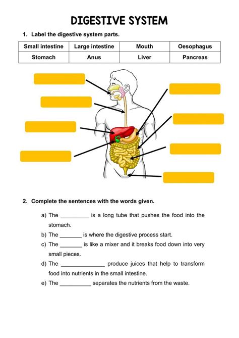 digestive system worksheet pdf with answers