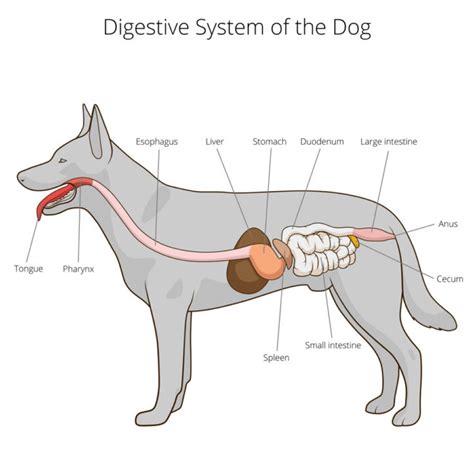 Digestive Tract Dog