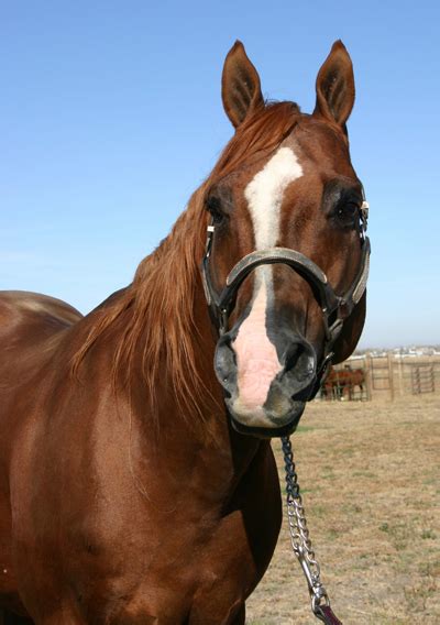 Diggers Rest Stallion