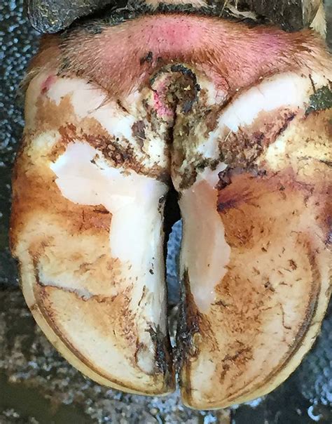 digital dermatitis cattle