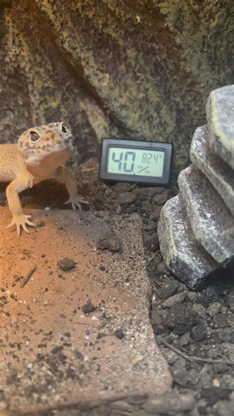 Digital Thermometer For Leopard Gecko