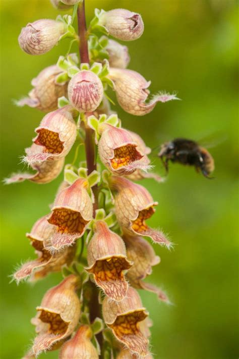 Digitalis Ferruginea