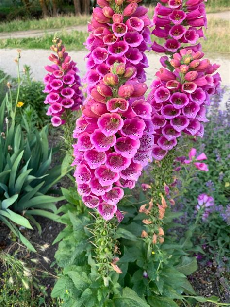 Digitalis Is A