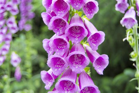 Digitalis Purpurea