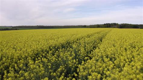 Dijon Mustard Fields
