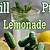dill pickle lemonade recipe
