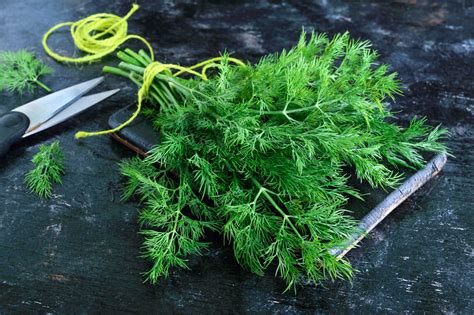 Growing Dill How to Grow Dill in Containers Gardenoid