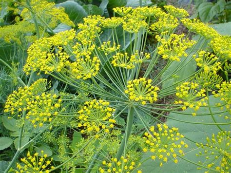 Dill Plant For Sale