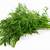 dill plants for sale near me