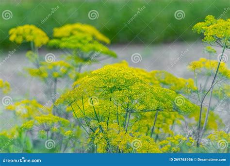 Dill Bloom Time