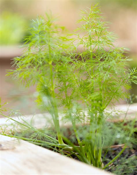 Dill Herb Care