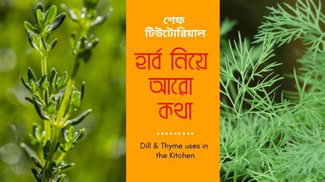 Dill In Hindi Language
