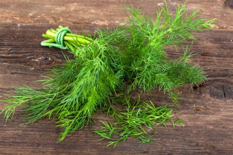 Dill Meaning And Examples