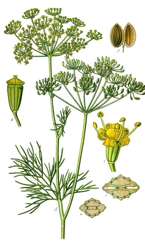 Dill Plant Origin